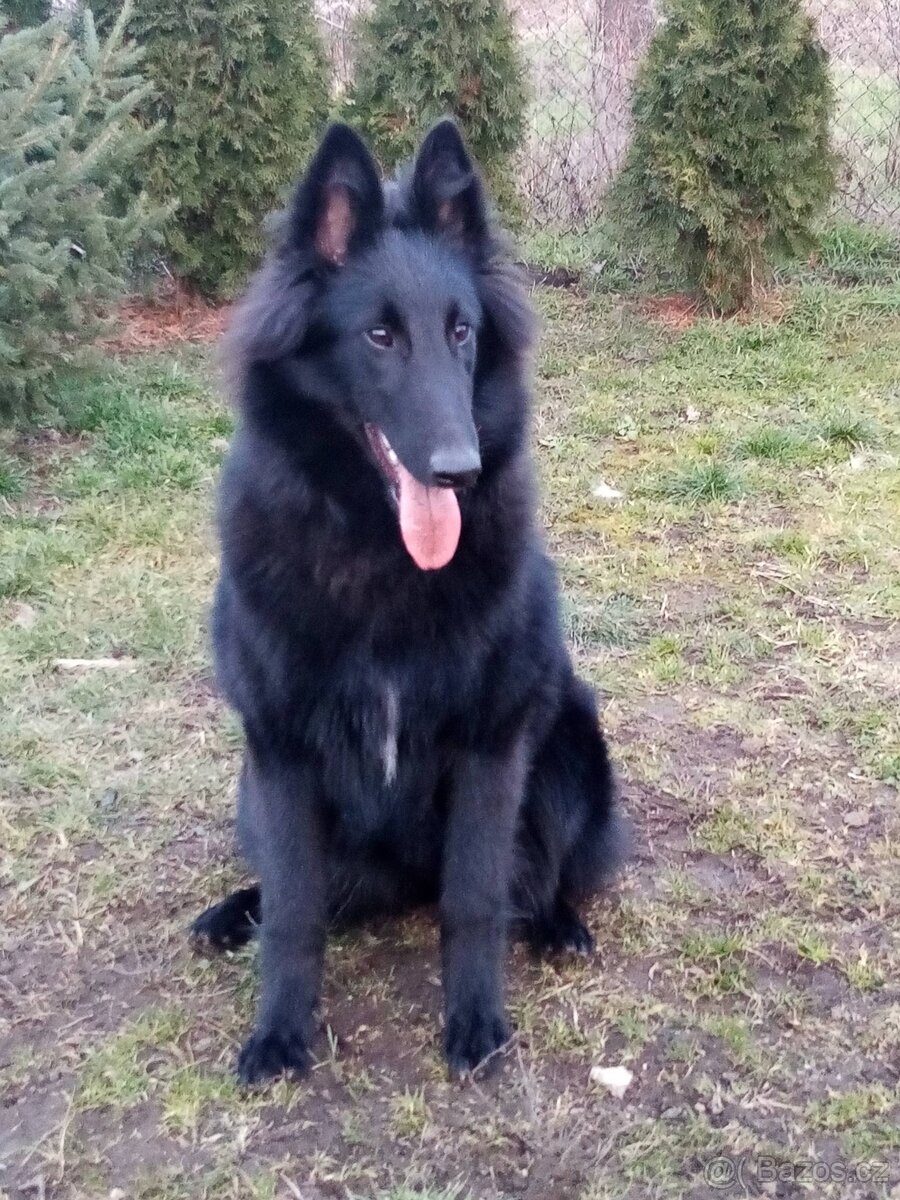 Belgický ovčák GROENENDAEL s PP - 6