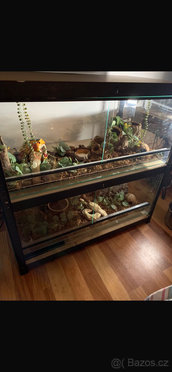 Krajta královská s teráriem - 6