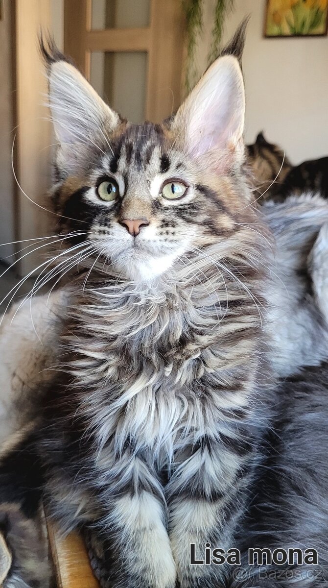 Mainská mývalí koťátka s PP - 6