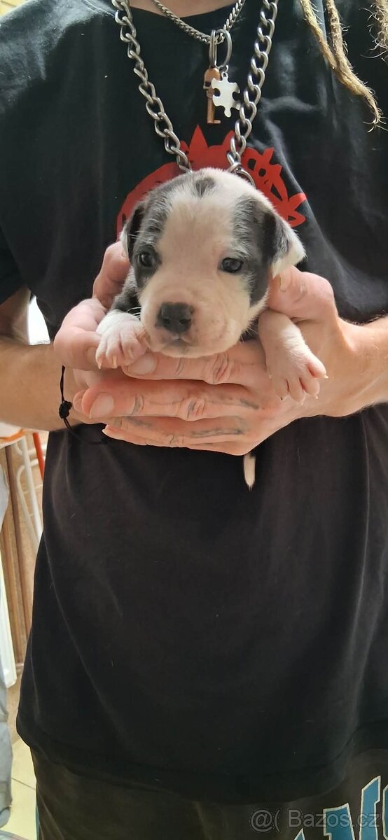 Americký stafordšírský terier bez pp - 6