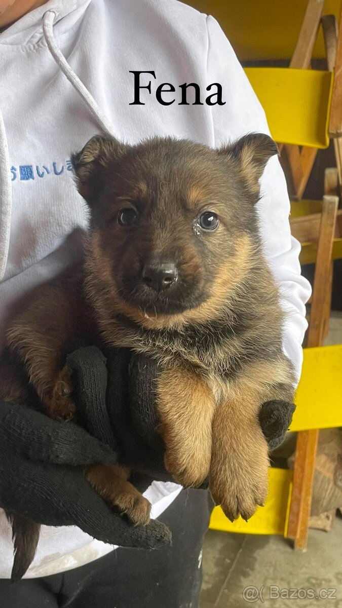 Inzerát – štěňata německého ovčáka - 6