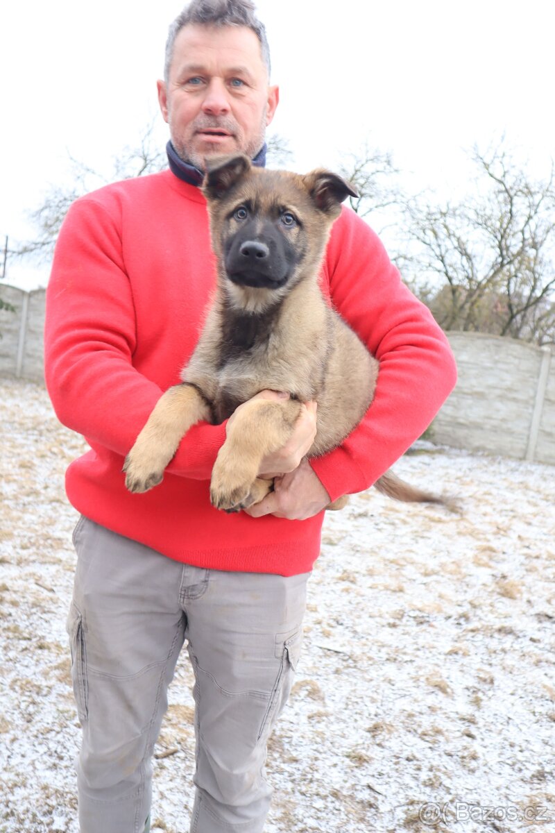 Německý ovčák štěňata s PP, work line, - 6