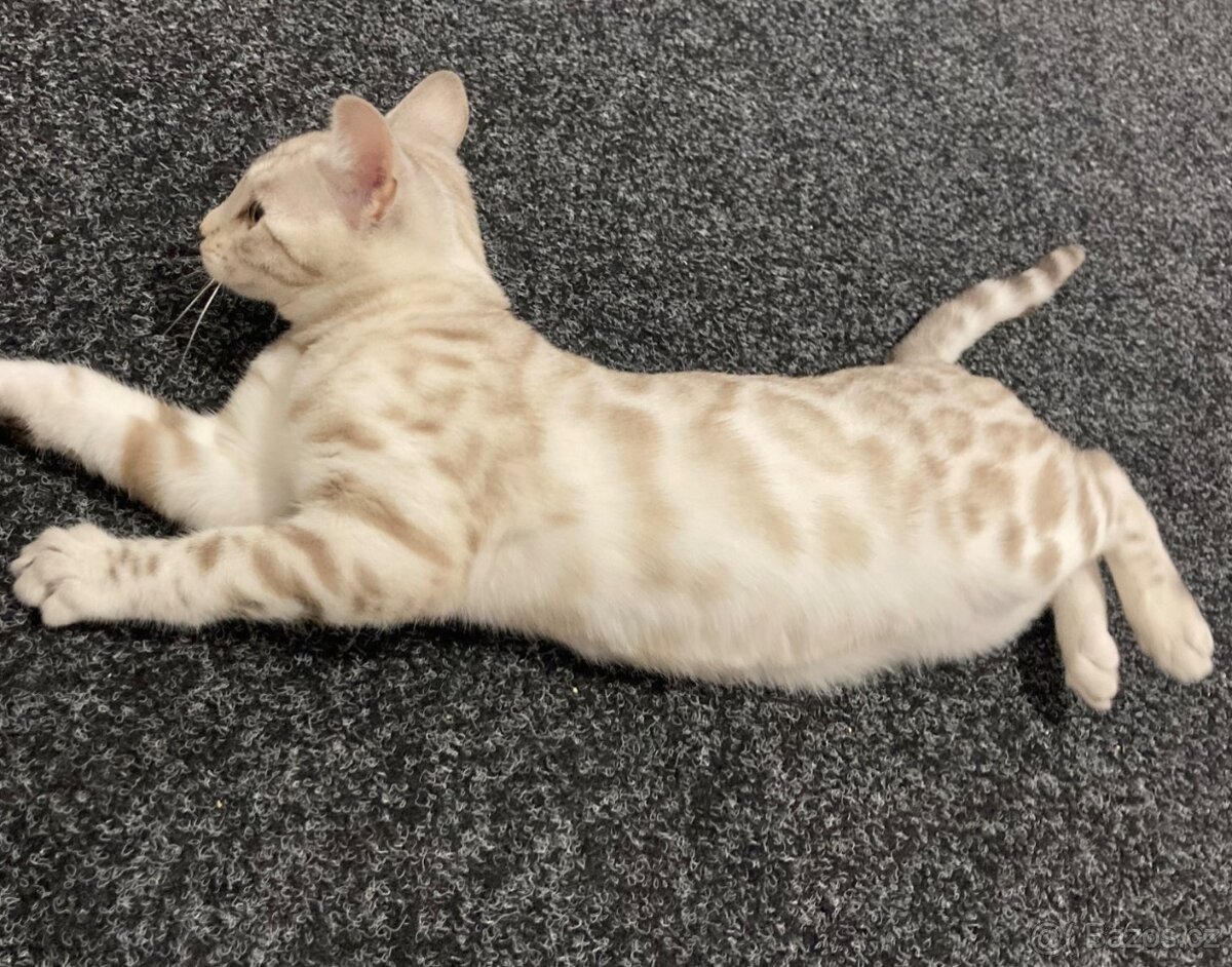 Bengálská kočka,bengálské kotě - 6