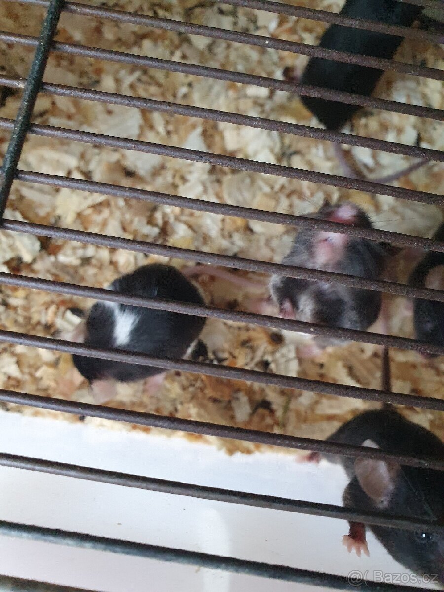 Myš. potkanci i holátka i větší množství černobílá - 6