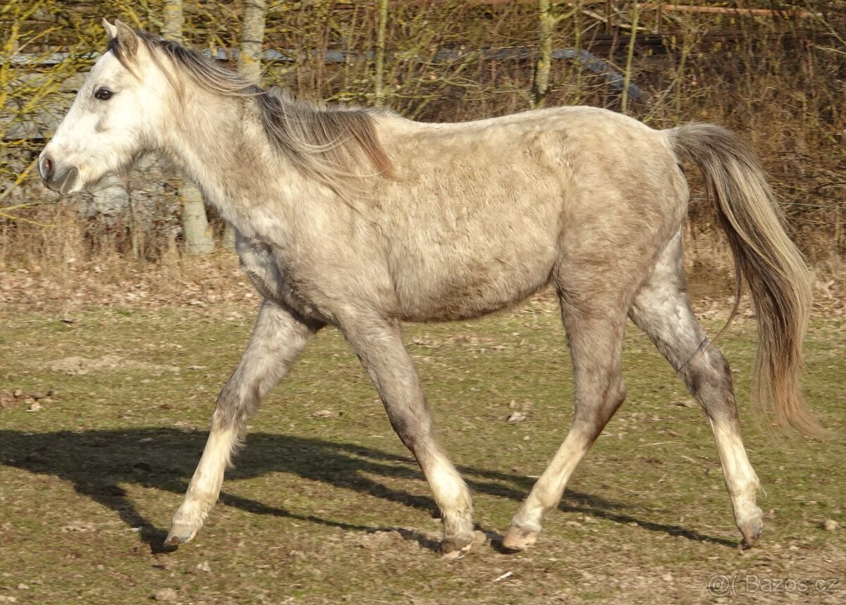 Prodám hřebce welsh pony, sekce B. - 6