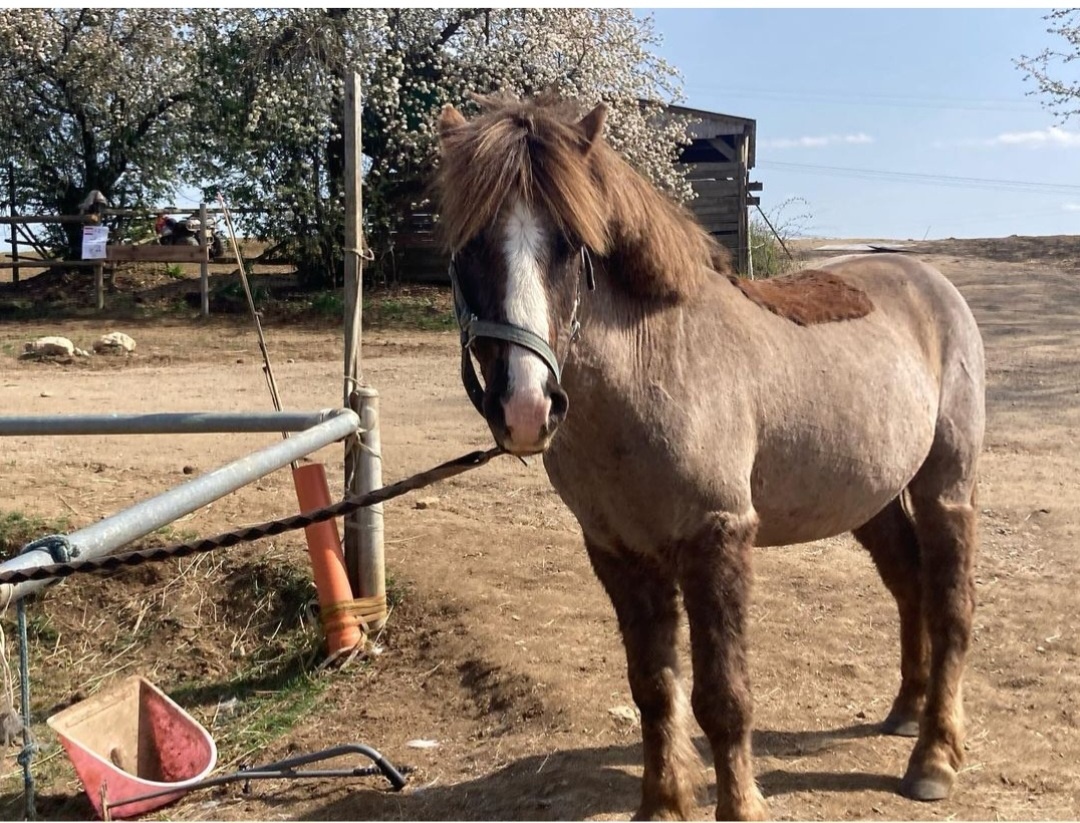 Hodný Pony valach - 6