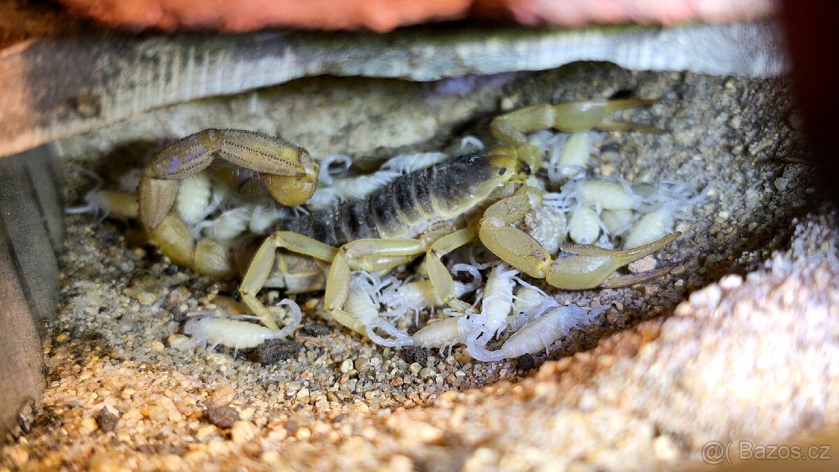 Hadogenes Paucidens scorpion štíři šváby - 6