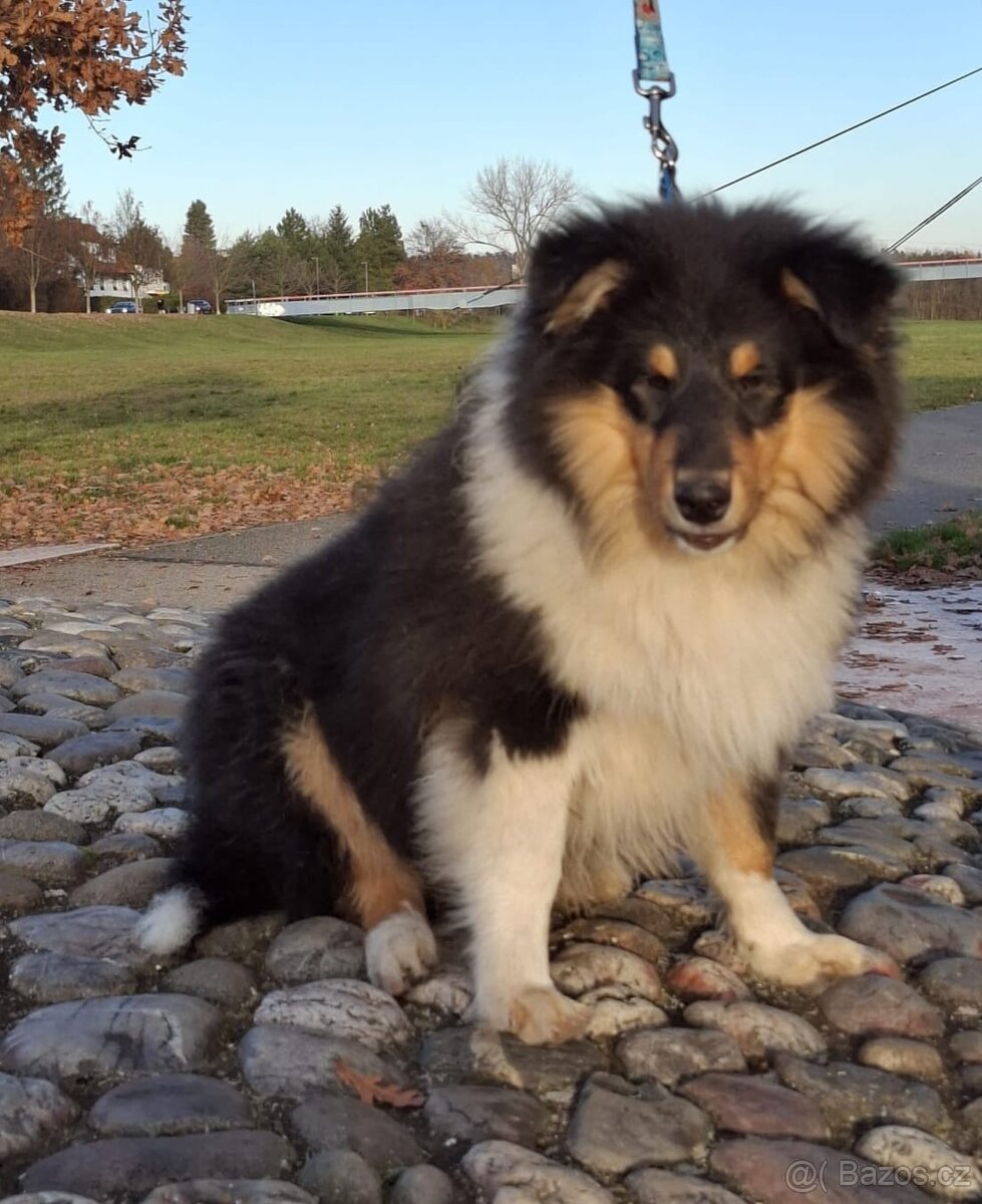 dlouhosrsté kolie s PP - Poslední volný pejsek - 6