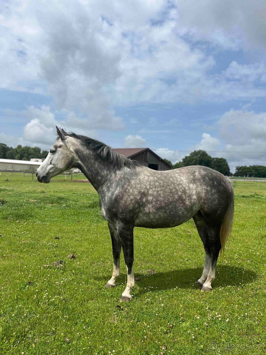 6ti letá klisna po Heartbreak - 6