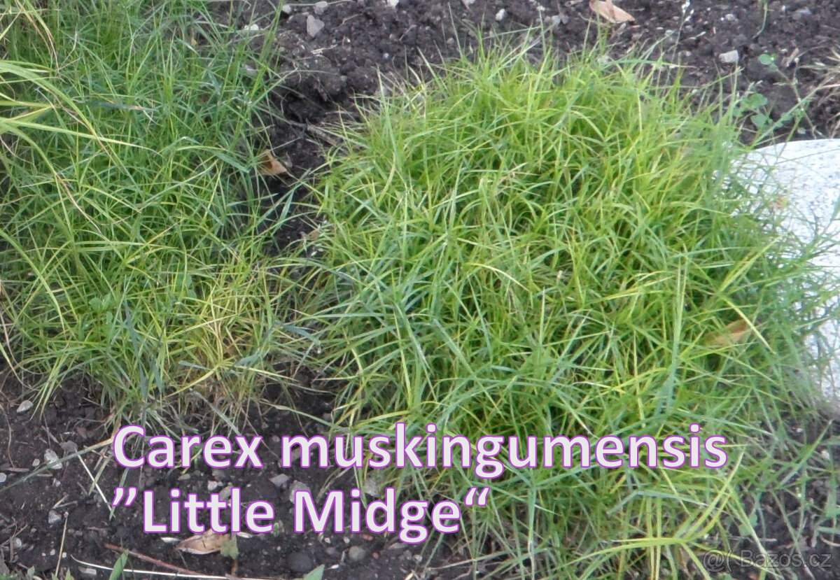 Prodám okrasné traviny - 6