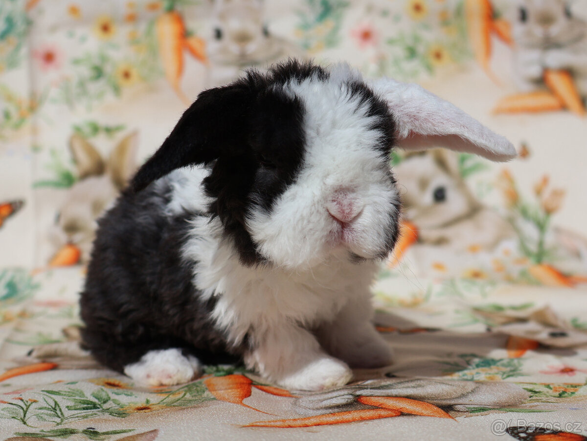 Zakrslí rex beránci . - 6