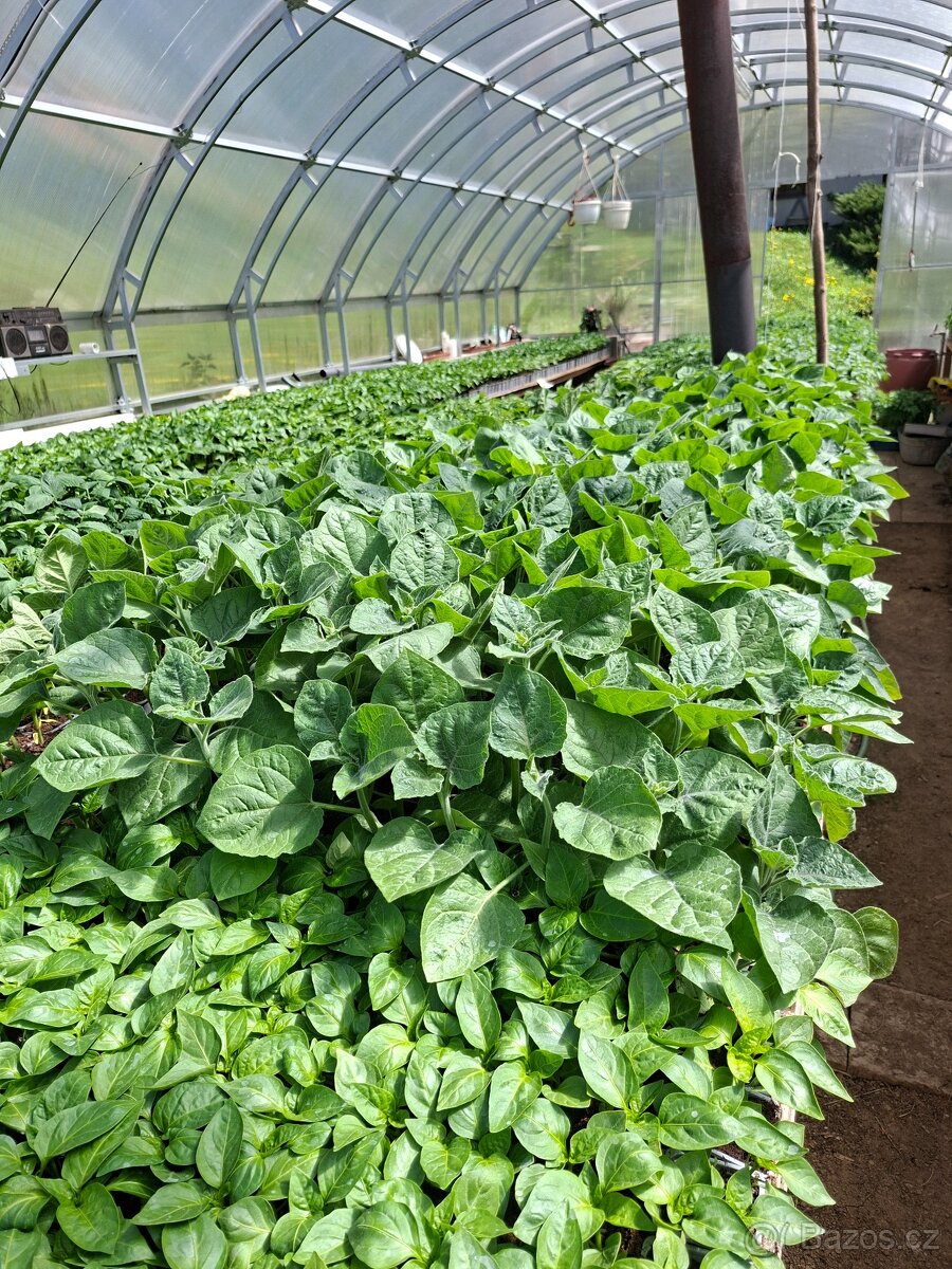 Sazenice - 6