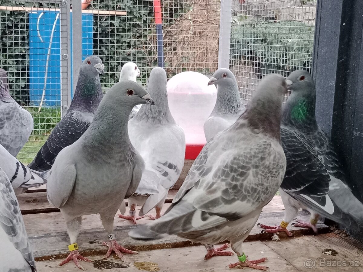 Poštovní holub standart - 6