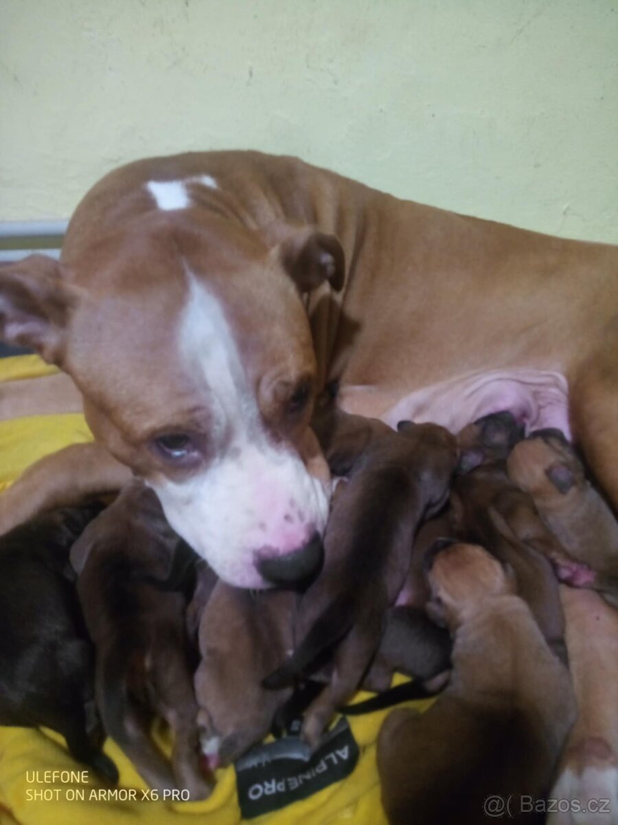 Americký stafordšírský teriér - 6