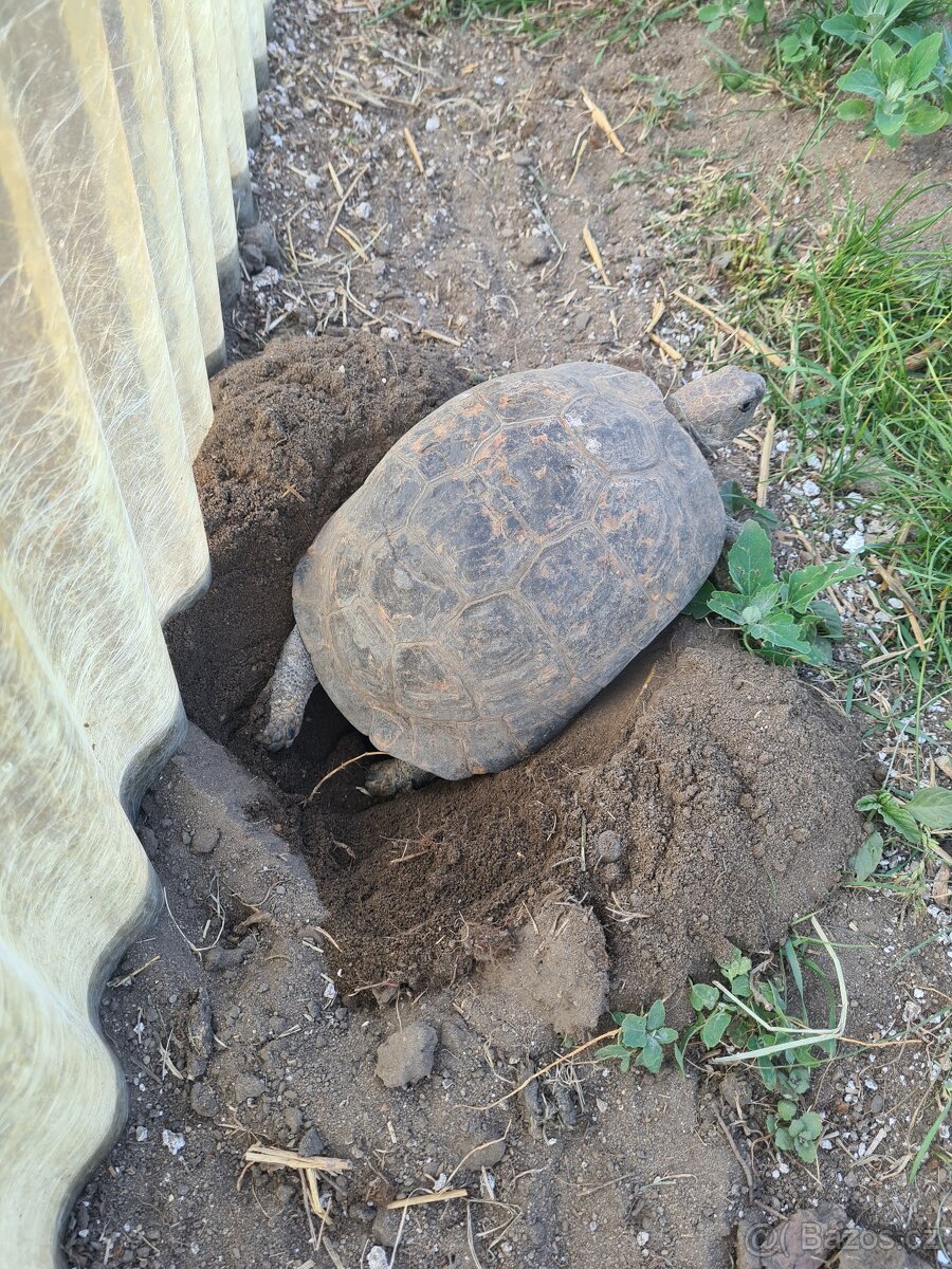 Suchozemské želvy - vlastní odchovy - 6