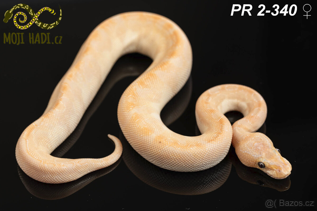 Python regius - Krajta královská - 6