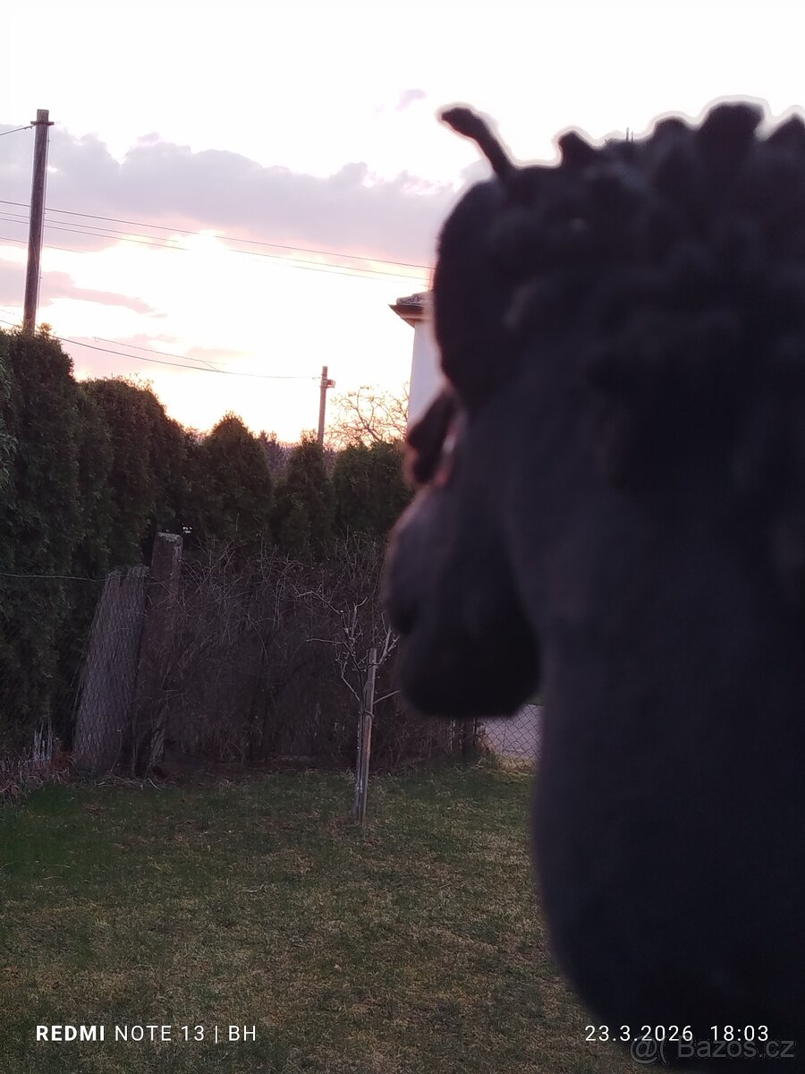 Hobby horse - 6
