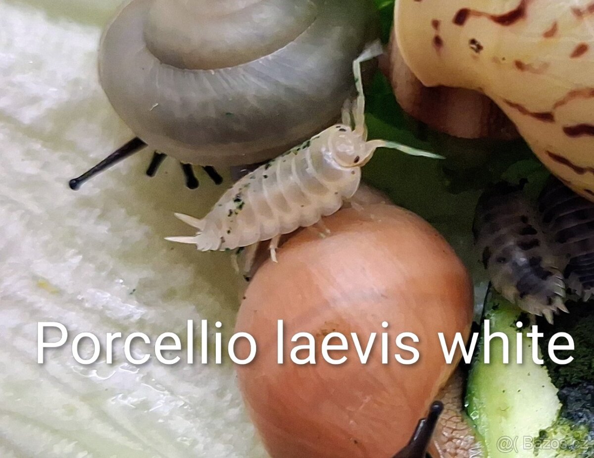 Šneci/isopody/pakobylky - 6