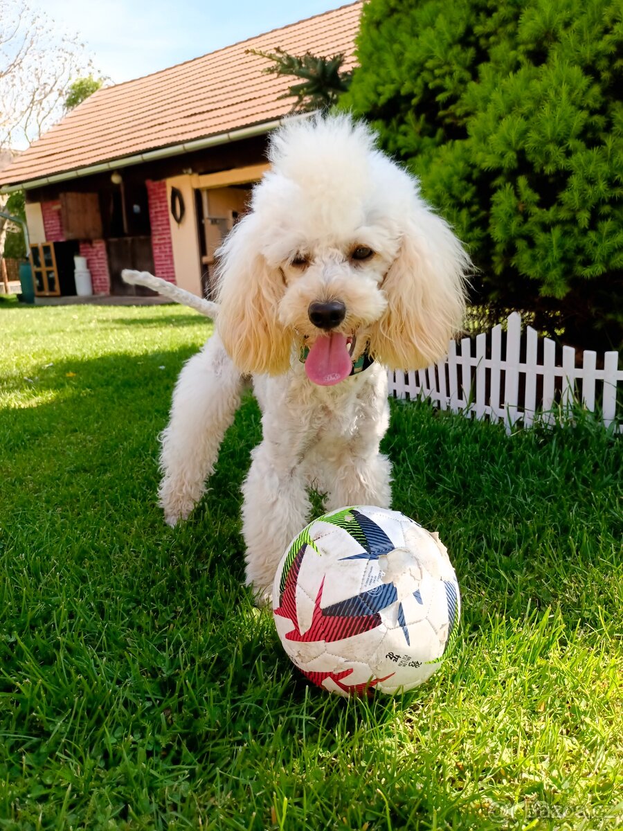 Pudl trpasličí - 6