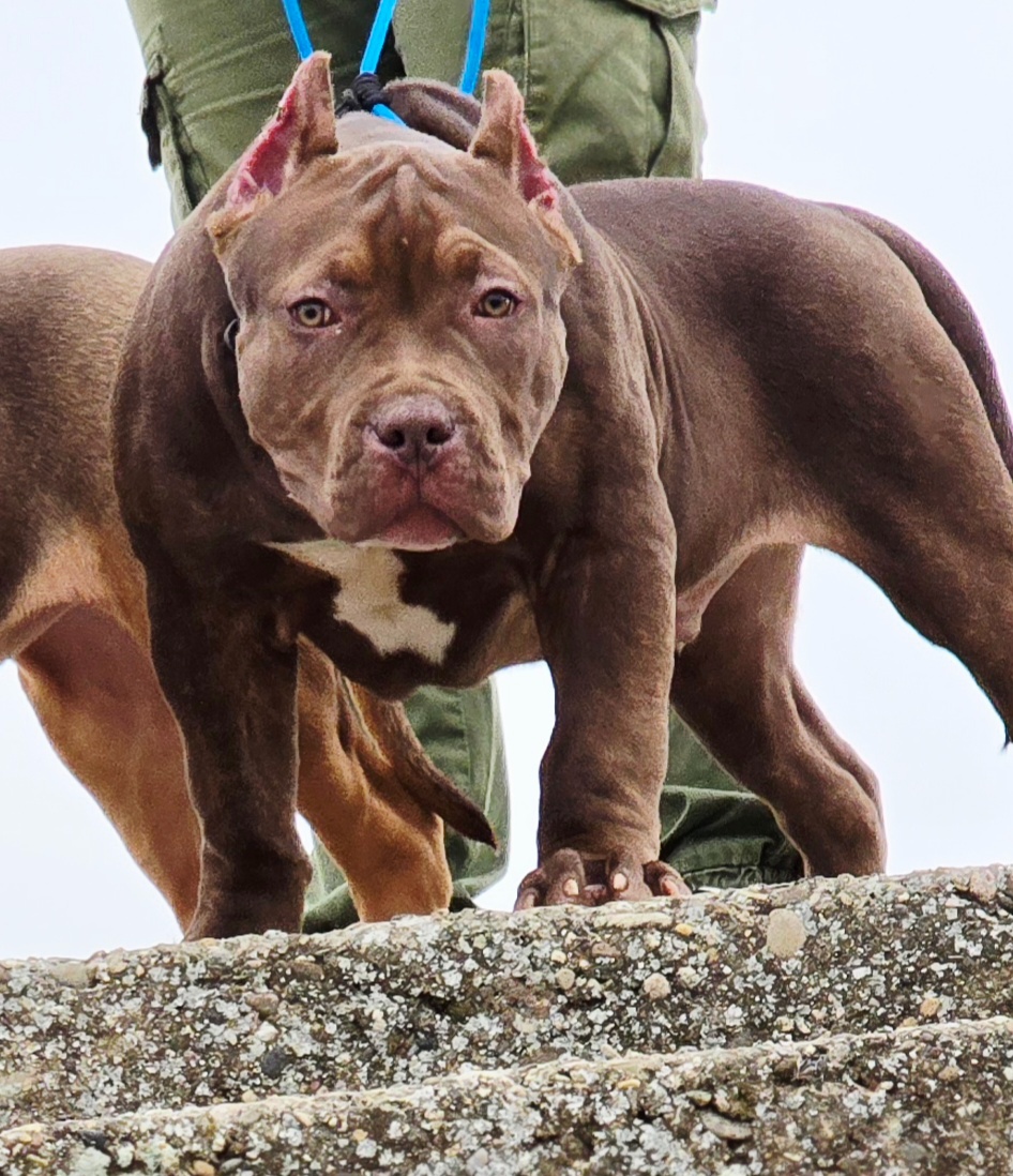 American bully - 6