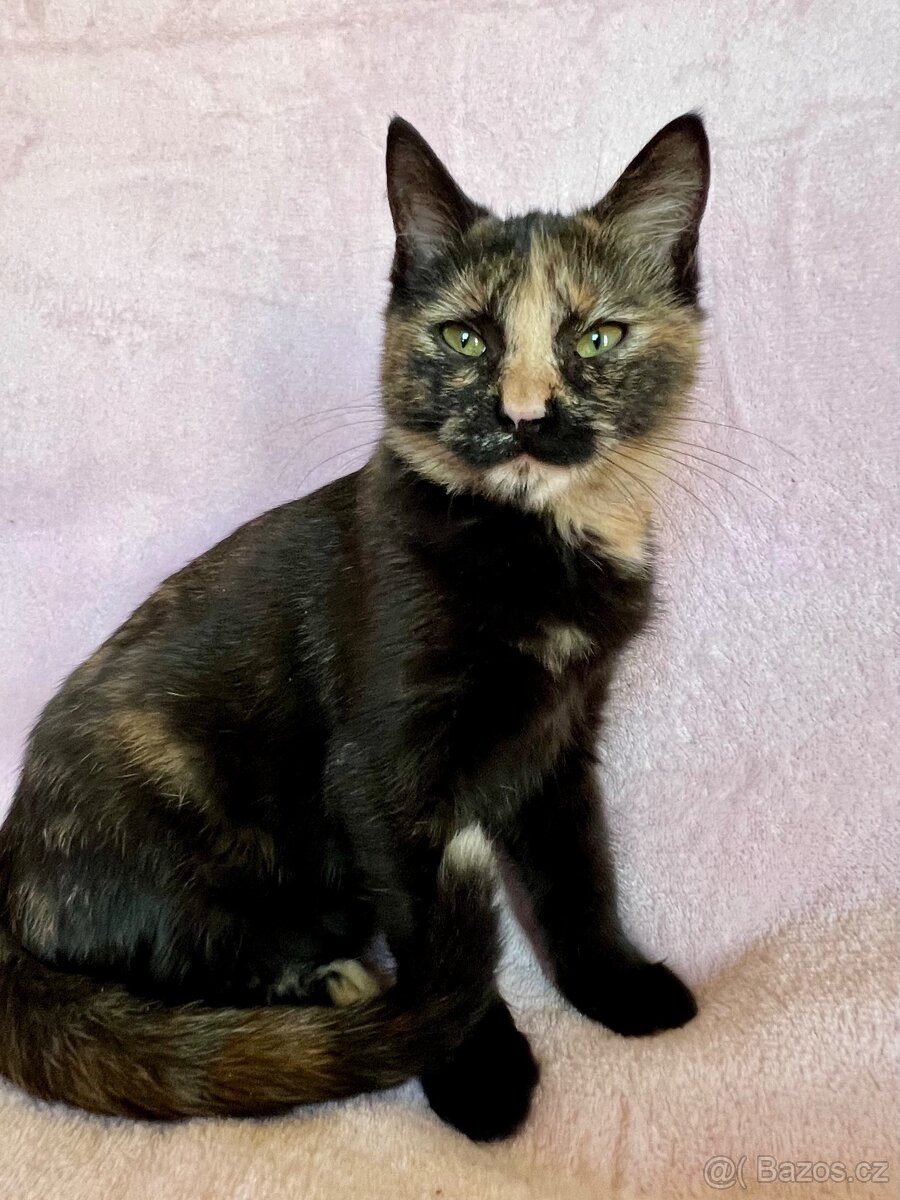 Mainská křížená koťátka - 6