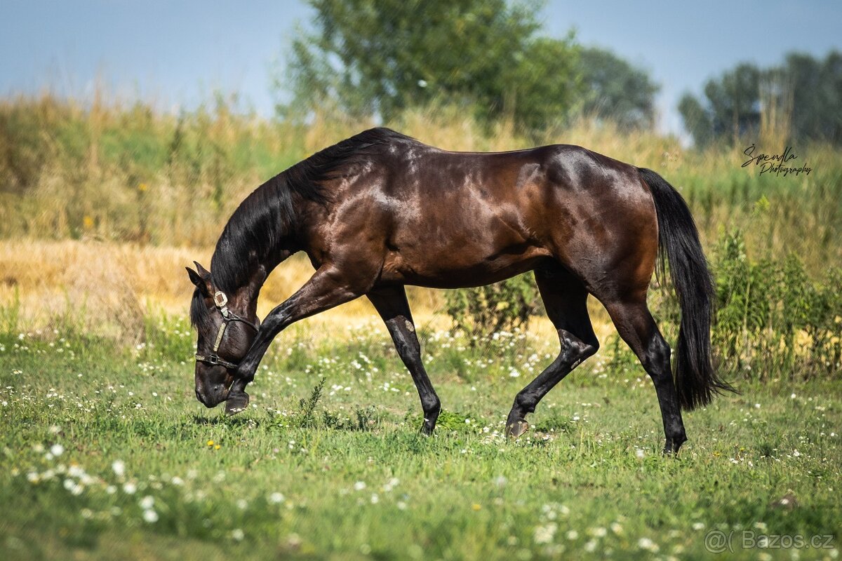 Připouštění hřebcem double registr QH/PH 7 Panel N/N - 6