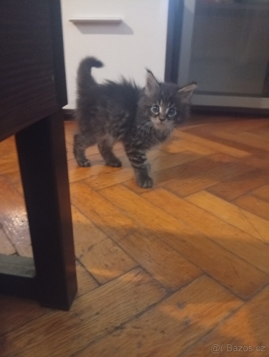 Mainská mývalí koťáta - 6