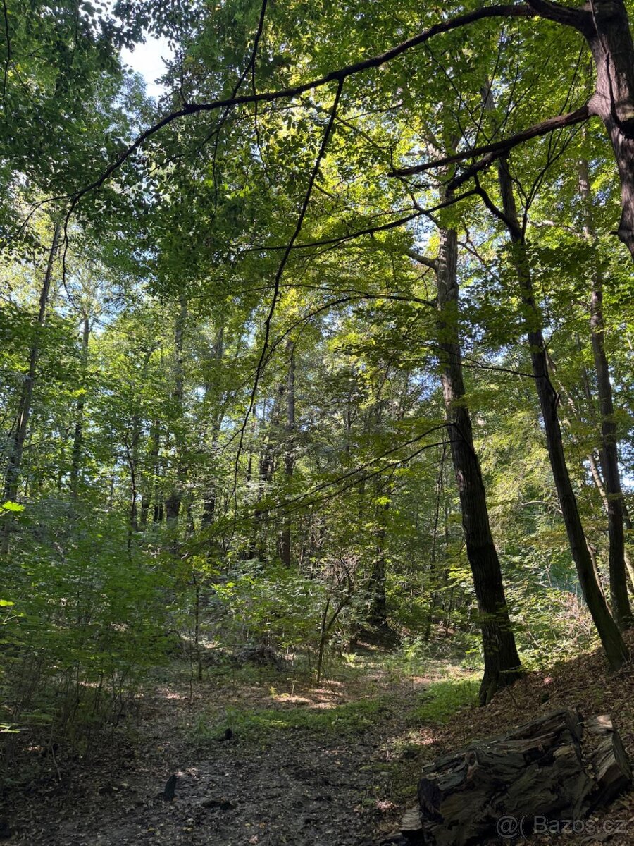 Prodej lesního pozemku v k.ú. Bartovice (2) - 6