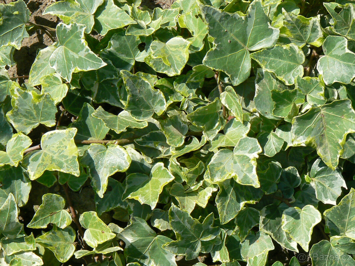 Sazenice 3 druhů břečťanů - 6