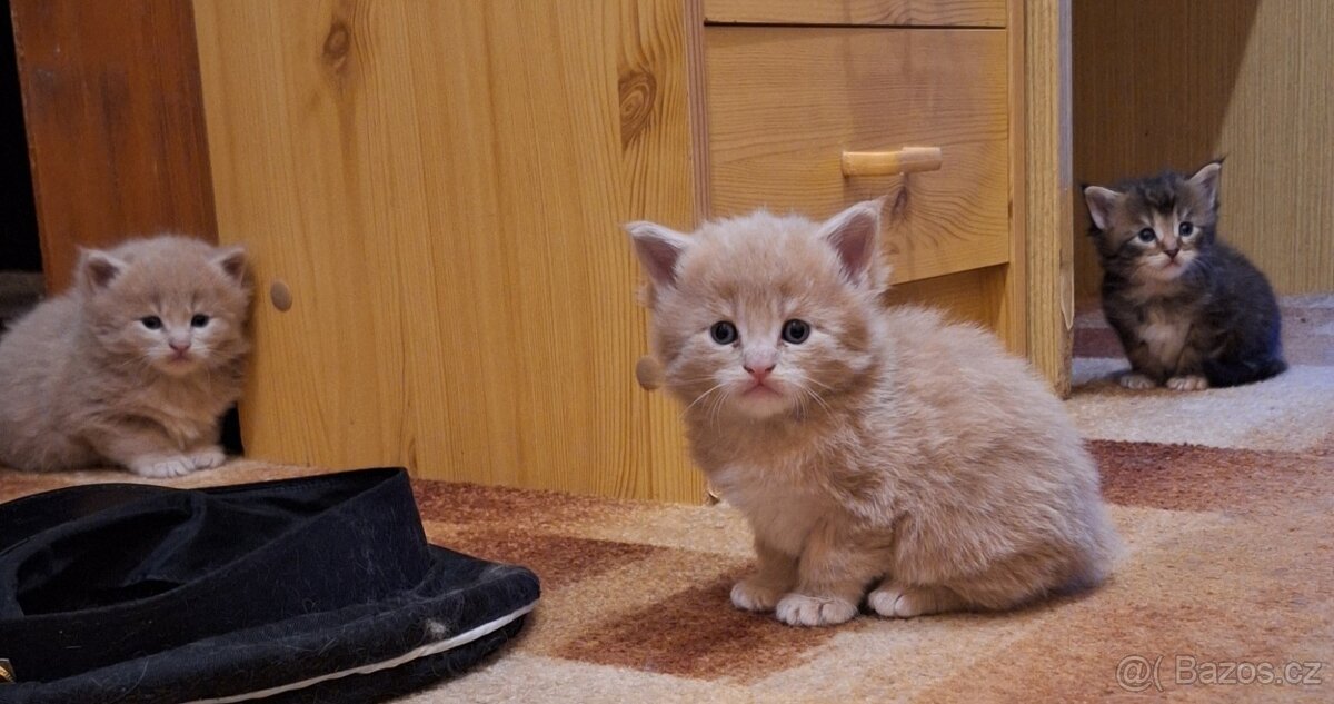 Mainská mývalí koťátka bez PP - 6