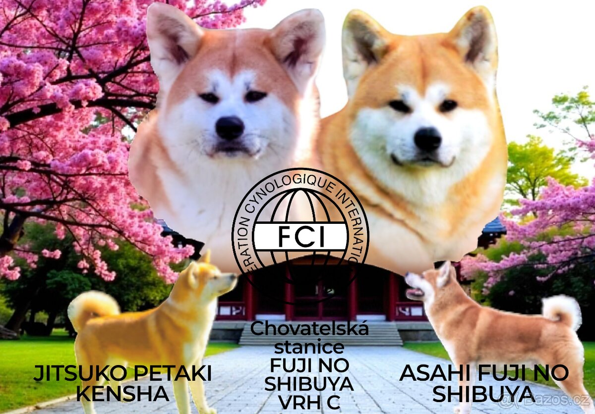 Štěňátka Akita Inu s PP - 6
