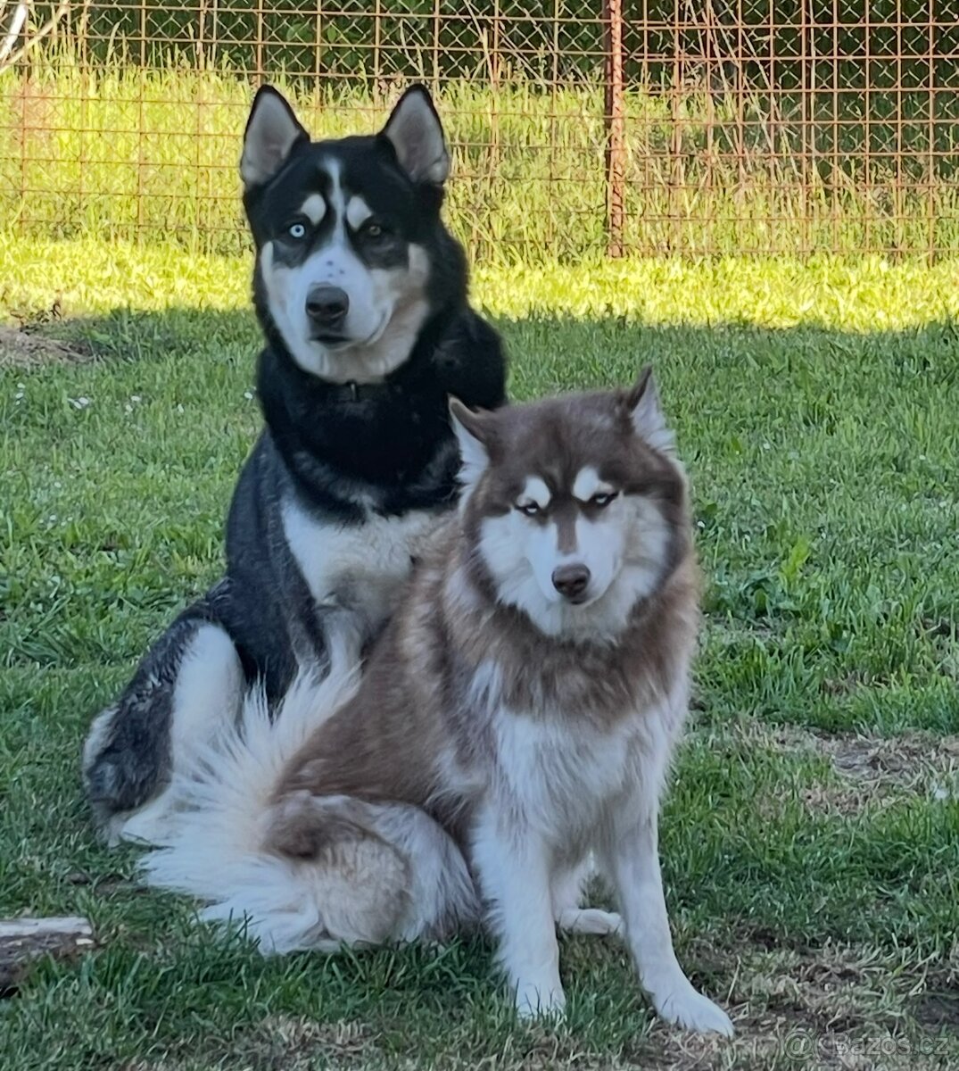 Štěňátka Sibiřský husky - 6