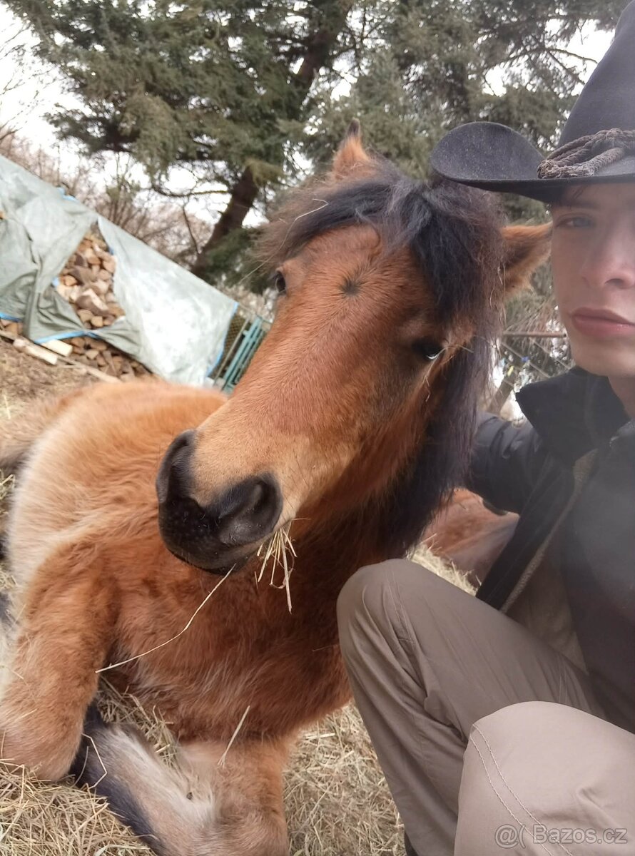 z důvodu zdravotních problémů majitele - 6