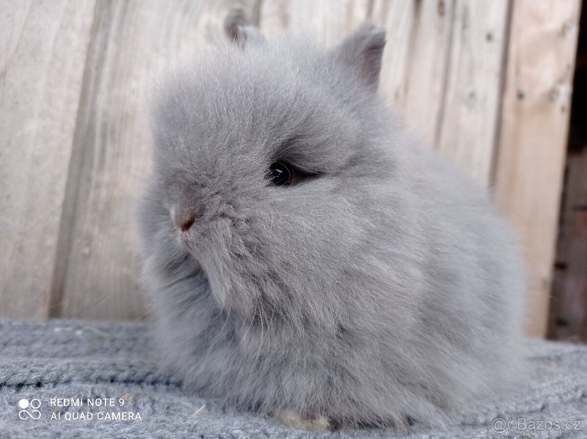 Zakrslý Teddy - mláďátka k rezervaci - 6