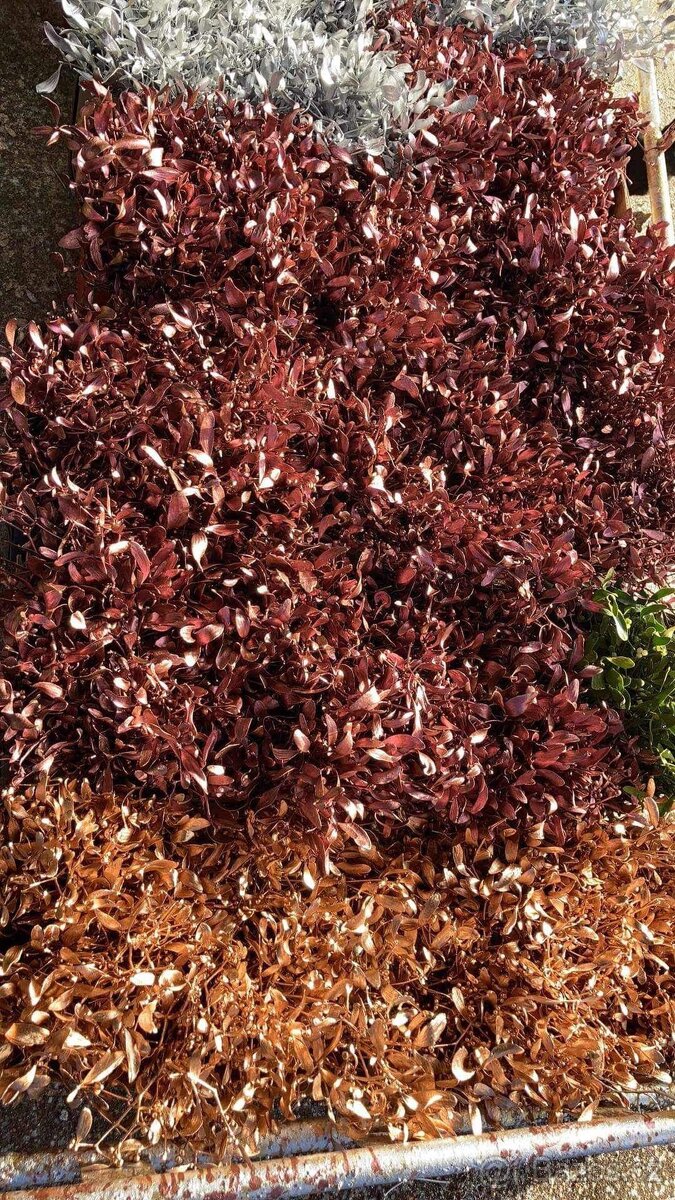 Prodej jmelí 2025🌿 - 6