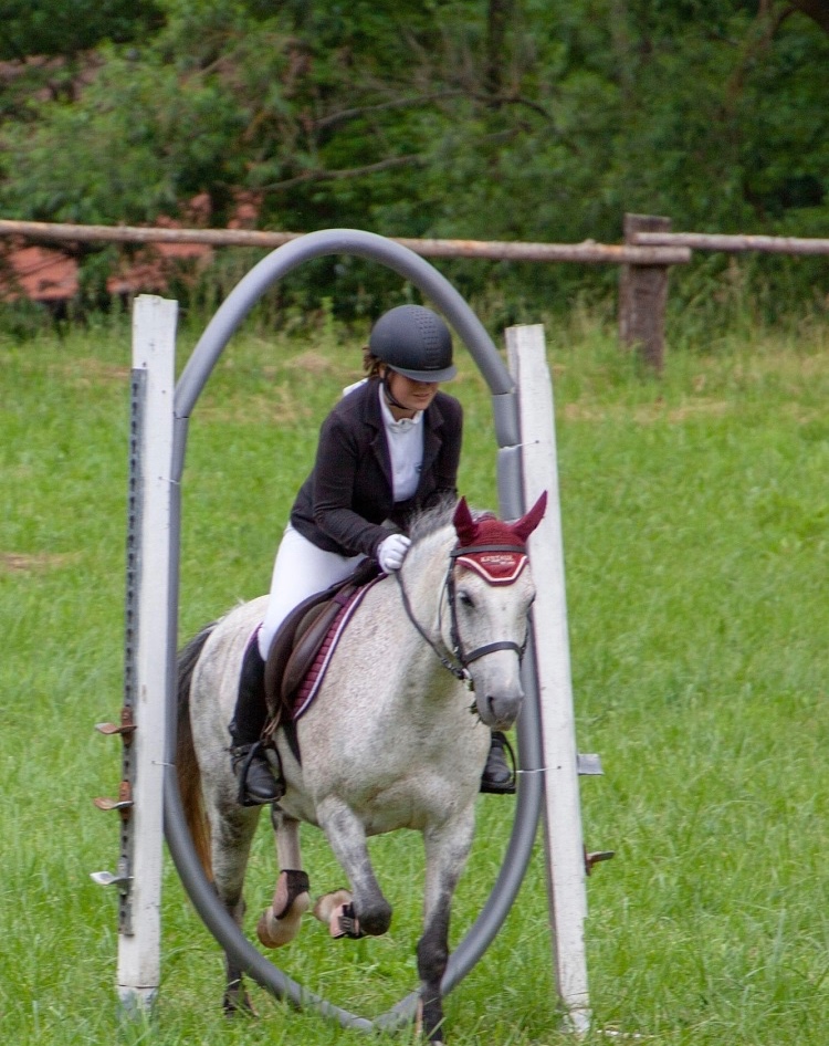 Welsh pony B - 6