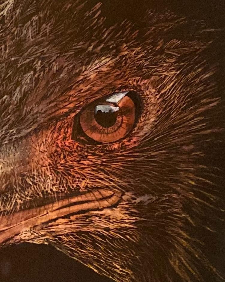 Orel mořský - akvarel, obraz - 6