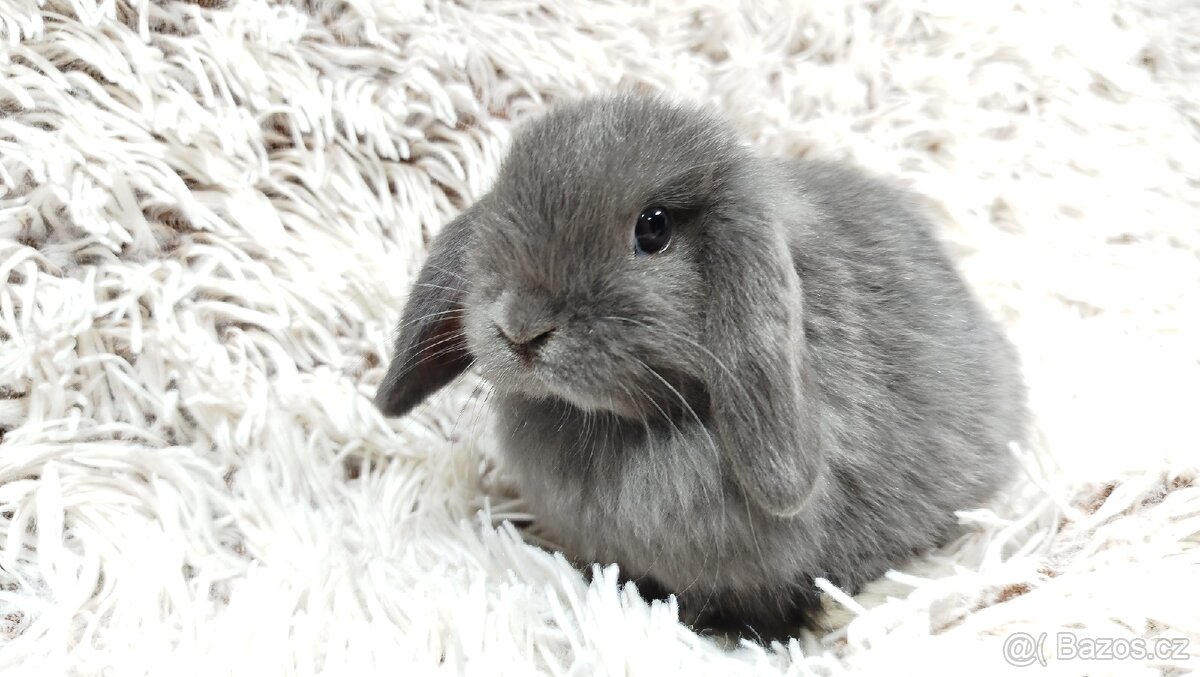 Zakrslý beránek, králíček, králík - KVIDO - 6