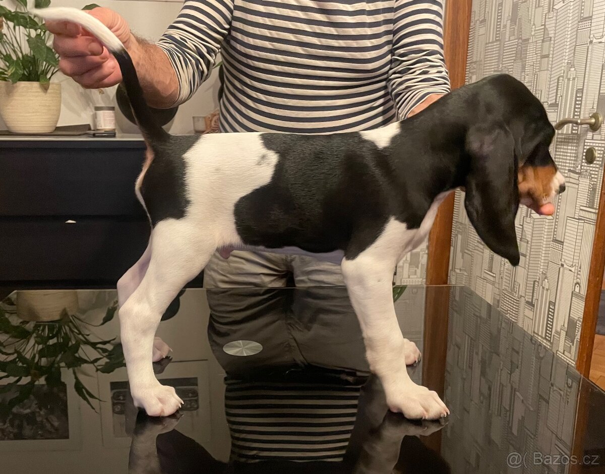 Prodáme štěňata vhodná pro lovecké účely - 6