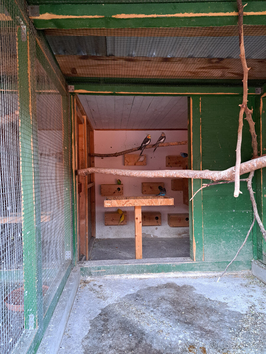 Rosela, Korela, Andulky - 6