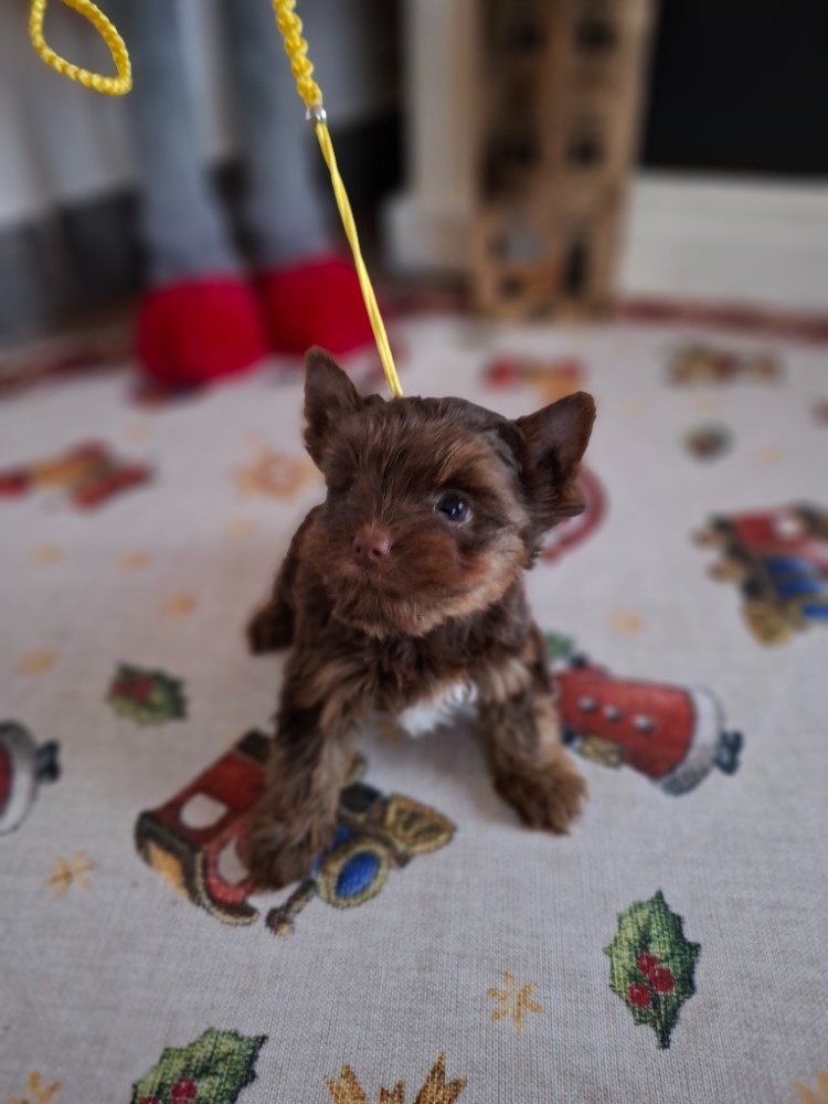 Jorkšírský terier - Yorkšírský terier s pp - 6