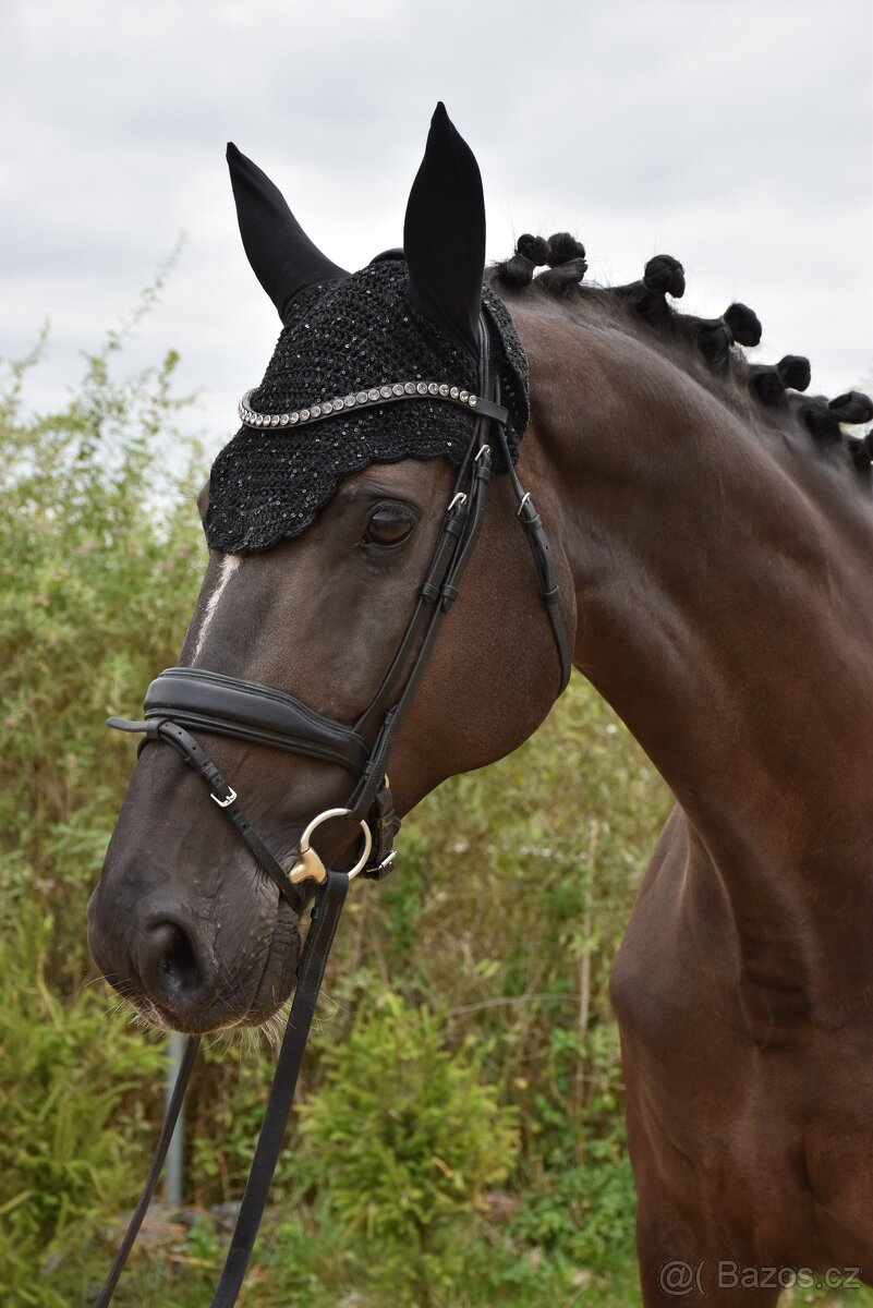 Zkušená drezurní klisna pro dítě či juniora - 6