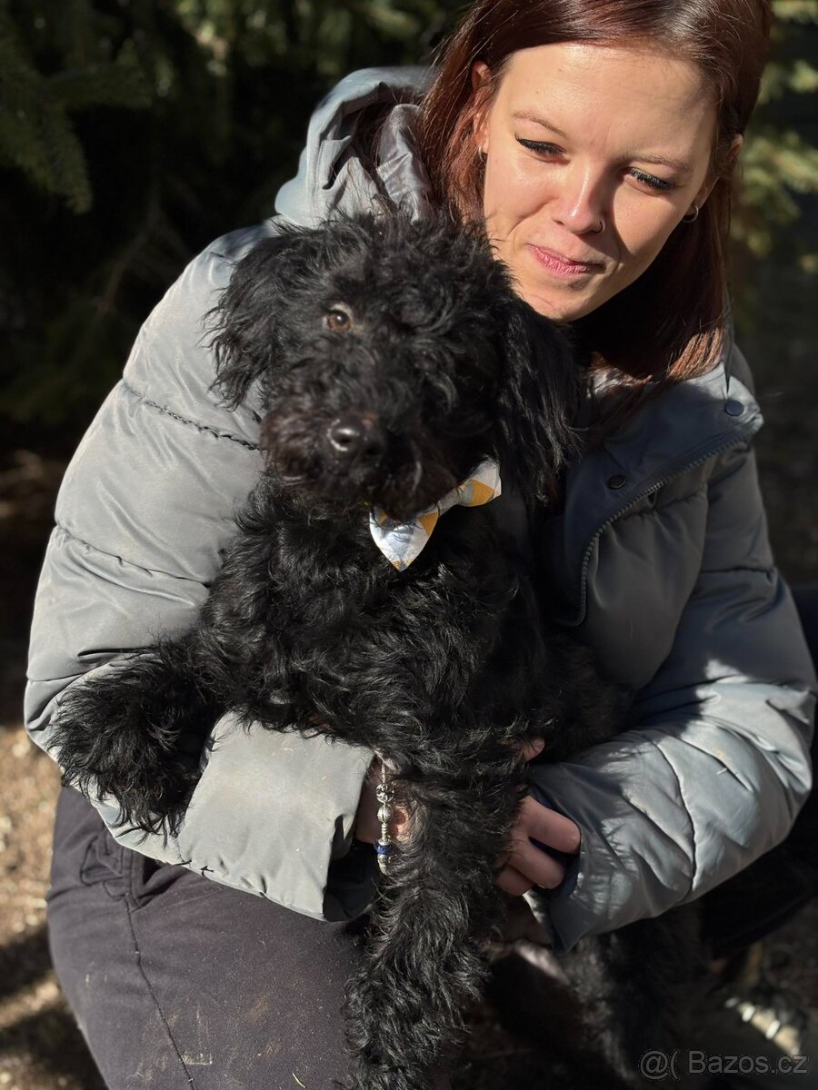 VIKTOREK - štěně, chlapeček cca 5 měsíců - 6