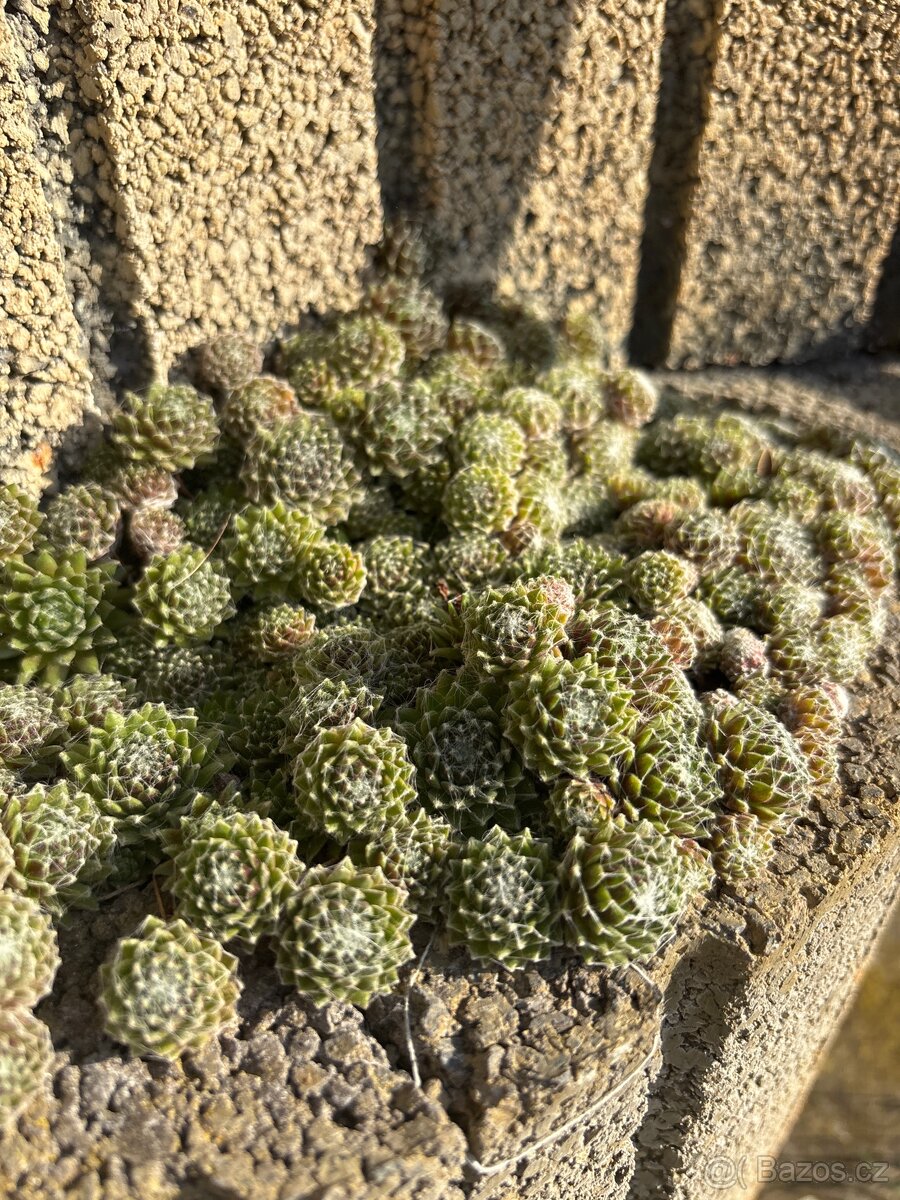 Rozchodníky, skalničky, modřence.., - 6