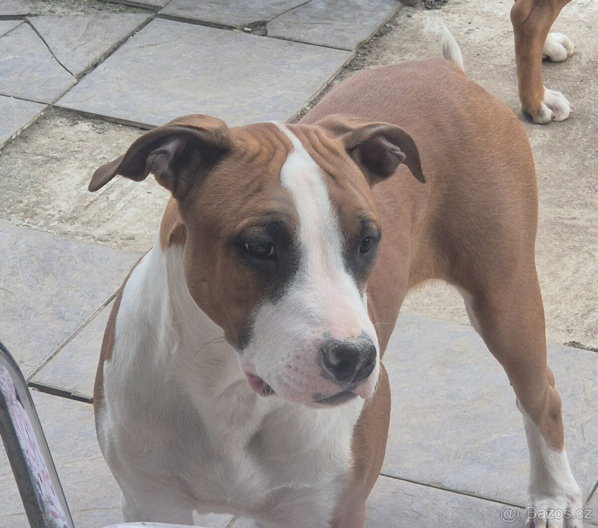 Americký stafordšírský teriér s PP - 6