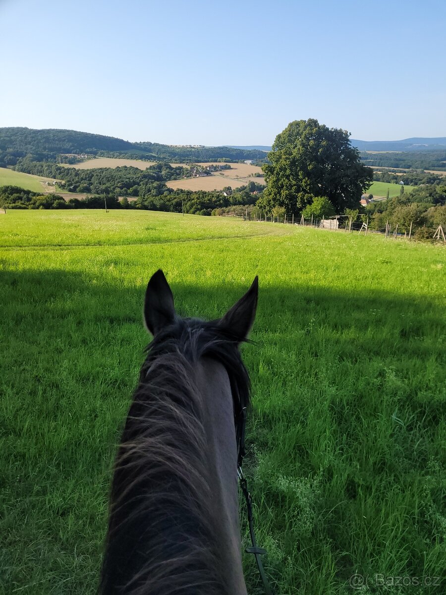 Predám charakterného valacha - 6