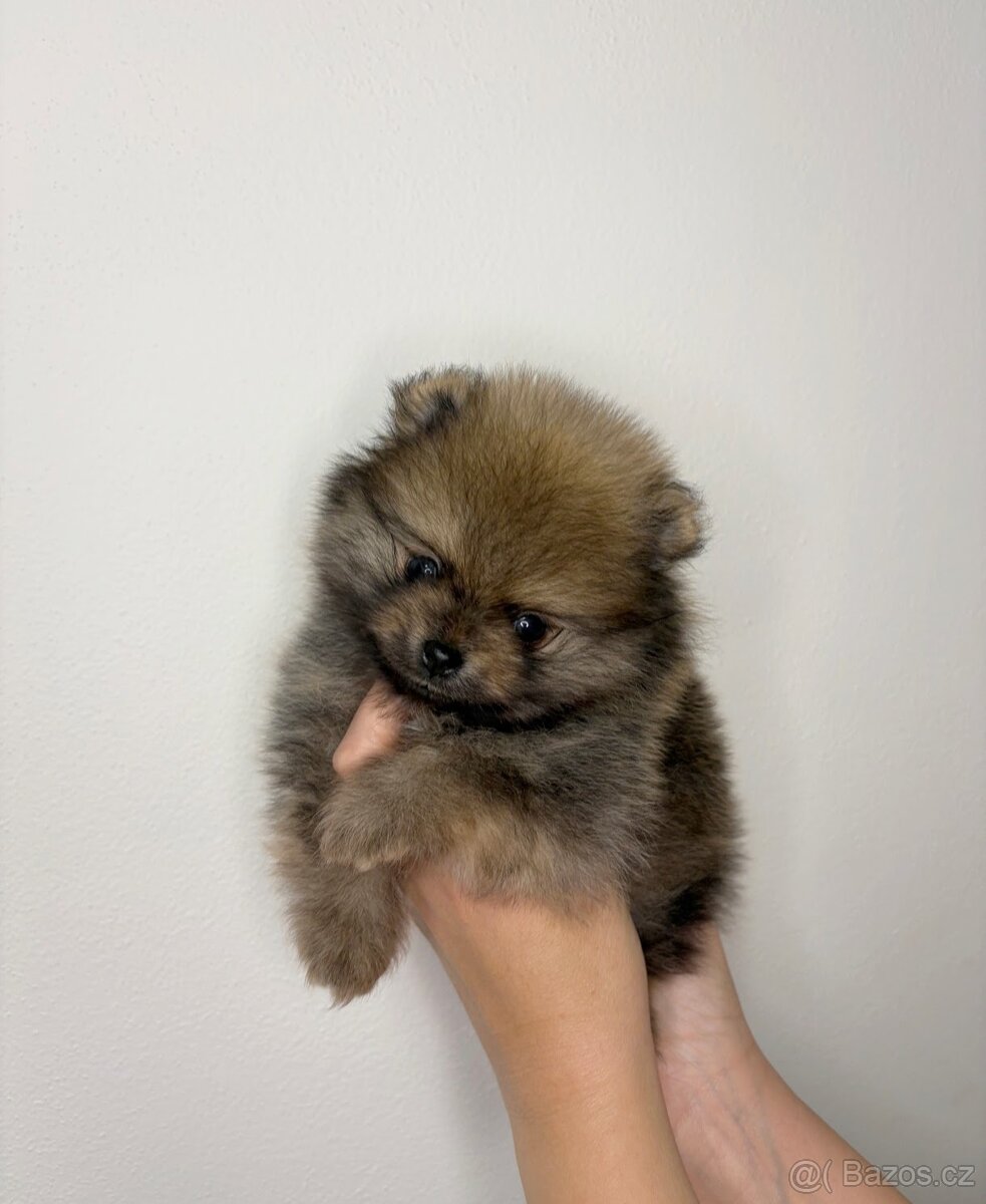 Štěňata pomeraniana s PP FCI - 6