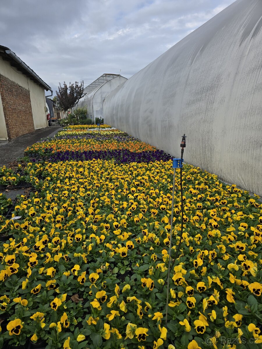 🌸 SAZENICE JARNÍCH KVĚTIN 🌸 - 6