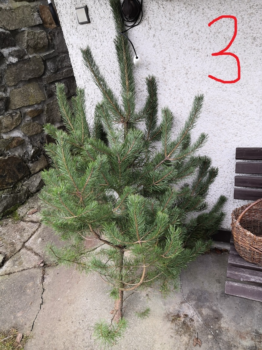 Vánočný stromek, stromky borovice, levně - 6