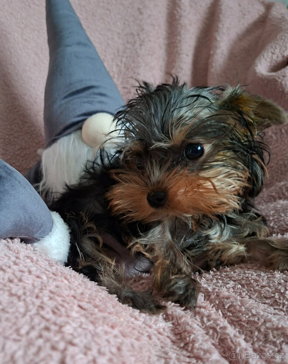 Jorkšírský teriér bez pp - 6